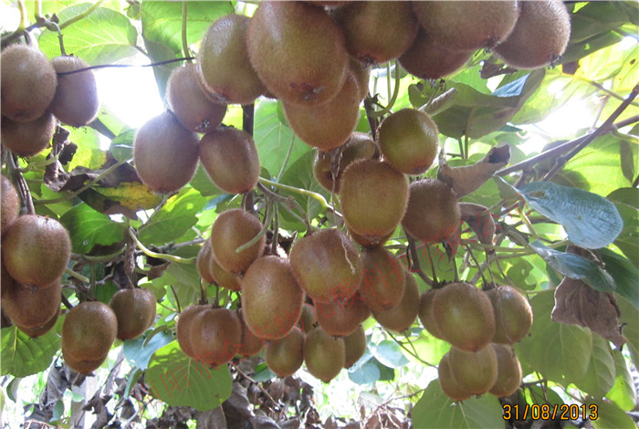 {h̼˷ʫJҹ֦^Xixia County, gonton fertilizer, kiwi fruit, Bending Branches